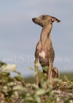 48 Windhund-Trio